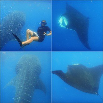 Whale Shark and Ray