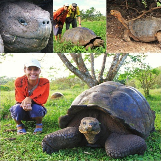Giant turtle of Galápagos
